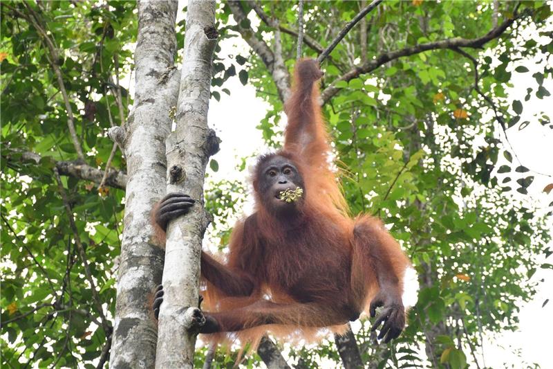 Orang-Utan unter Drogen: Taymurs langer Weg in die Freiheit Taymur an einem Baum auf der Vorauswilderungsinsel.