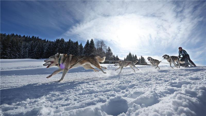 Schlittenhunderennen lockt Teilnehmer aus ganz Europa Teams aus etlichen Ländern in Europas gingen im bayerisch-österreichischen Grenzgebiet an den Start.