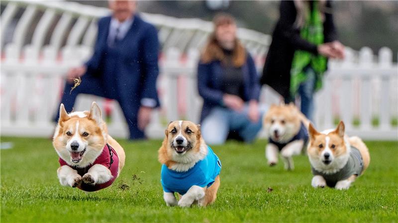 Teilnehmer beim Corgi-Derby auf der Musselburgh-Rennbahn. Das Rennen ist Teil der Oster-Feierlichkeiten auf einer Galopprennbahn.