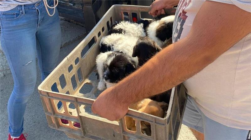 Tierheim Eckertal gibt rumänischen Straßenhunden zweite Chancen Teils geben die Anwohner ganze Körbe voller Hundewelpen zur Kastration bei den Tierschützern ab.