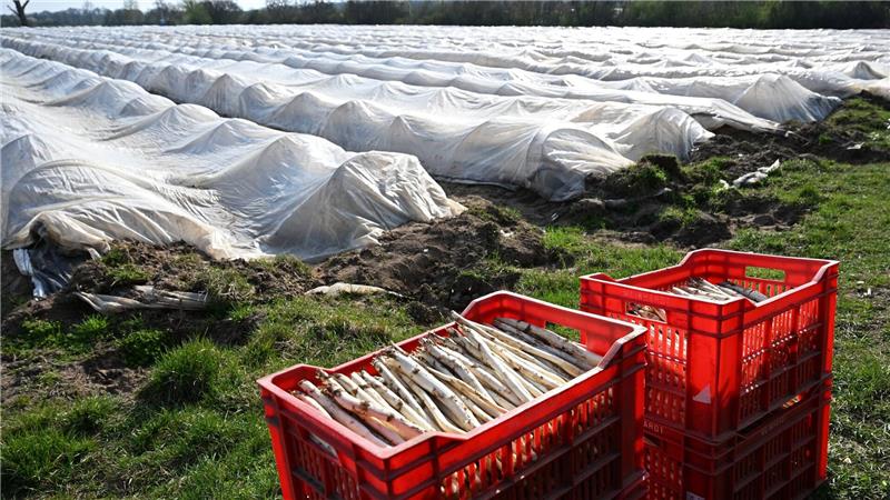 Teure Handarbeit: Spargelanbau in Deutschland. (Archivbild)