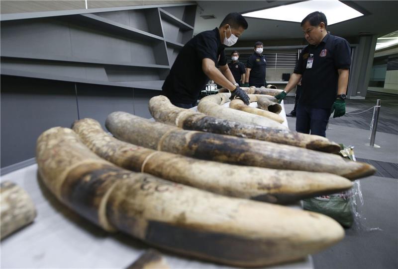 Trotz neuer EU-Vorgaben: Elfenbein-Handel geht weiter Thailändishe Zollbeamte in Bangkok mit geschmuggelten und beschlagnahmten Elefantenstoßzähne aus Nigeria.