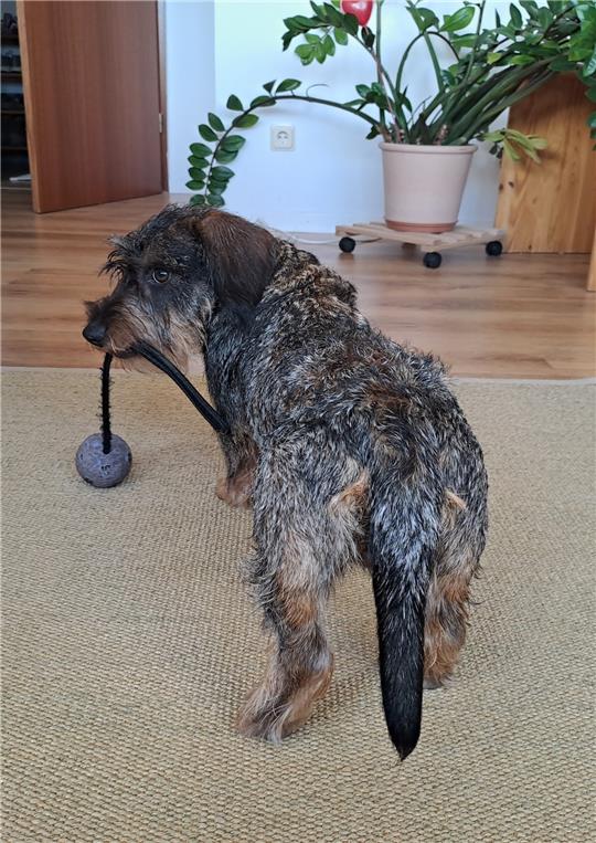 Theo zeigt nach seiner Rückkehr große Freude am Spiel mit dem Ball. Foto: Privat