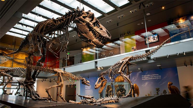 Thomas the T. rex“, Skelett eines Tyrannosaurus rex im Natural History Museum of Los Angeles County