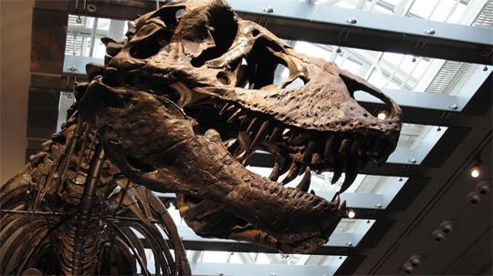 „Thomas the T. rex“, Skelett im Natural History Museum of Los Angeles County