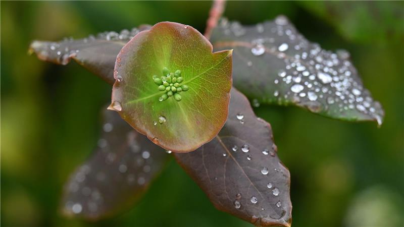 Bilder des Tages Thüringen: Regentropfen glitzern auf Blättern im Park von Schloss Bertholdsburg