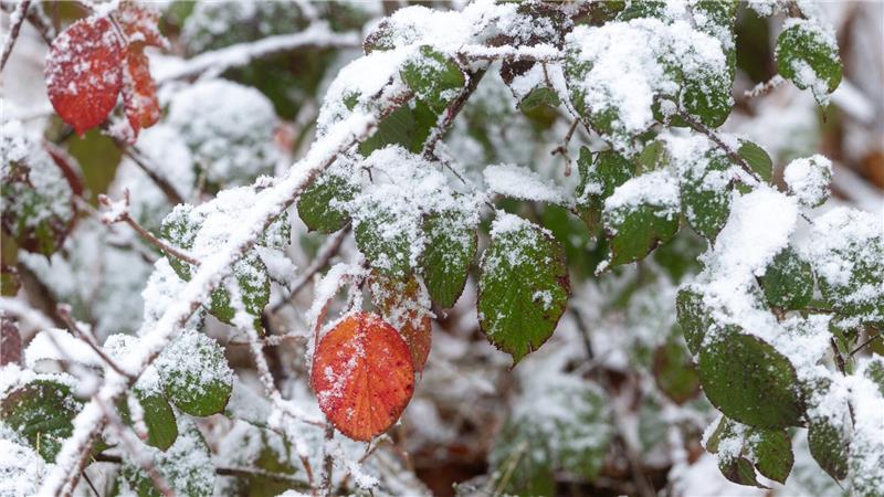Thüringer Wald: Frischer Schnee trifft auf farbenfrohe Laubblätter