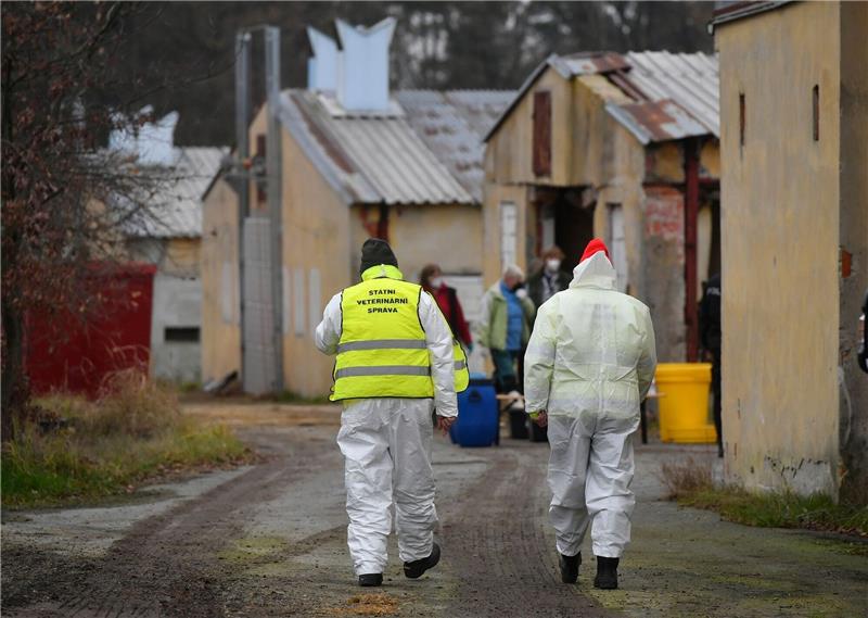 Vogelgrippe: 15.000 Enten in Tschechien notgeschlachtet Tierärzte haben Zehntausende Enten aus dem Zuchtbetrieb Mavela Dynín entfernt, da dort die Vogelgrippe festgestellt wurde.