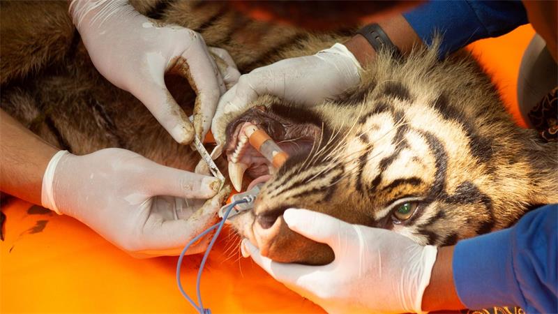 In der Falle: Tigerin sorgt auf Sumatra für Aufregung Tierärzte untersuchten die Raubkatze.