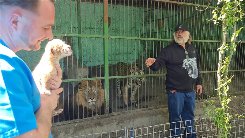 Hybrid aus Löwe und Tiger: Liger in rumänischem Zoo geboren Tierarzt Gabriel Gaspar (l) mit dem Liger-Baby und Zoo-Besitzer Dorin Soimaru stehen vor dem Käfig, in dem die Eltern des Ligers, der Löwe und die Tiger-Dame zu sehen sind.