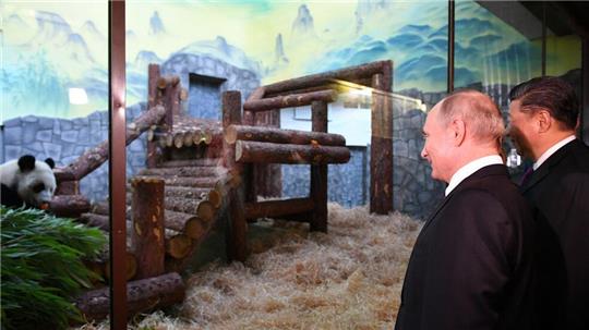 Tiere als Ausdruck freundschaftlicher Beziehungen zwischen den Ländern: Der Moskauer Zoo profitierte auch schon von dieser Art der Diplomatie - als Chinas Staats- und Parteichef Xi Jinping (rechts) Putin Pandabären schenkte. (Archivbild)