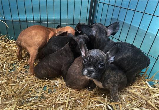 Tiere, die zum Verkauf angeboten oder zur Adoption freigegeben werden, sollten immer mit gültigem EU-Heimtierausweis an den neuen Besitzer übergeben werden.