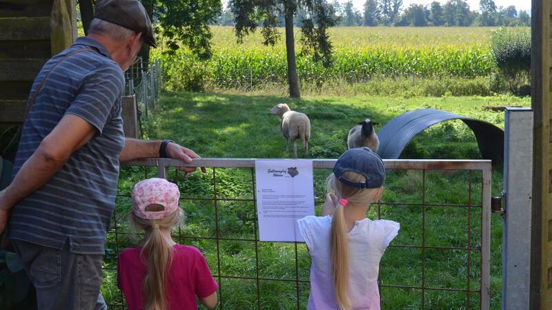Tiere hautnah erleben – sofern sie es zuließen und an den Zaun kamen – kann man auf dem Gallowayhof in Rhüden.