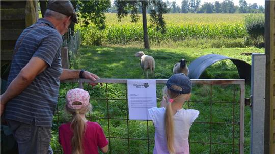 Tiere hautnah erleben – sofern sie es zuließen und an den Zaun kamen – kann man auf dem Gallowayhof in Rhüden.