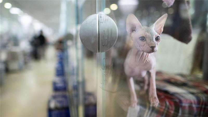 Tiere werden in Heimen umsorgt. Doch wer unterstützt die Einrichtungen? (Archivbild)