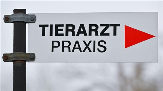 Tierheime beklagen höhere Kosten bei der Behandlung von Tieren. (Symbolbild)