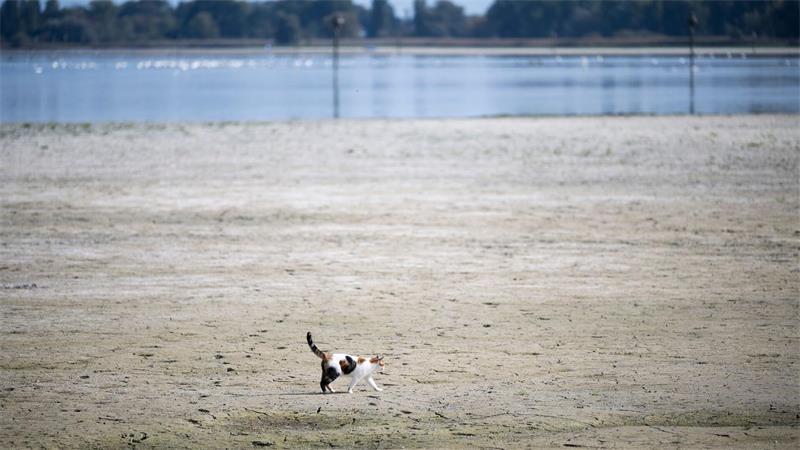 Tierisch trocken. Eine Katze läuft über den Seegrund im Schweizer Teil des Bodensees.