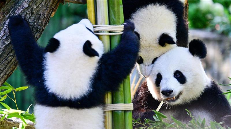 Bilder des Tages Tierische Party in der Hauptstadt: Mutter Meng Meng (rechts unten) feiert mit Leni und Lotti den ersten Geburtstag der beiden Panda-Zwillinge im Berliner Zoo.