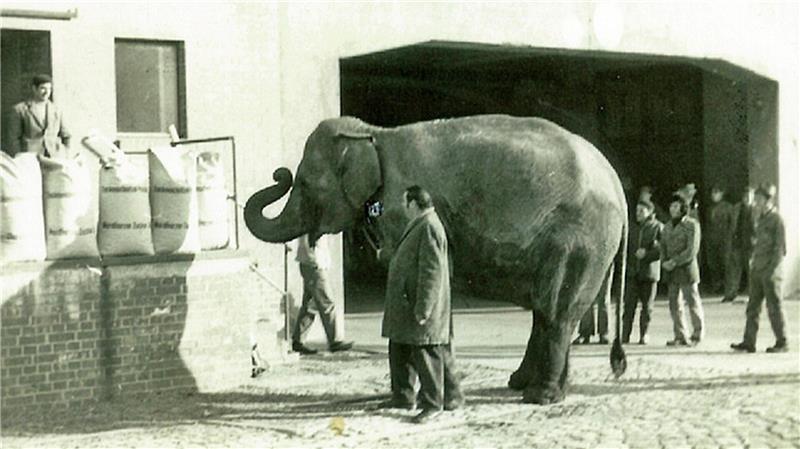 Wie die Zuckerfabrik bei den Schladenern Erinnerungen weckt Tierischer Besuch: Auch für Zirkustiere lohnt sich ein Besuch der Zuckerfabrik Schladen.
