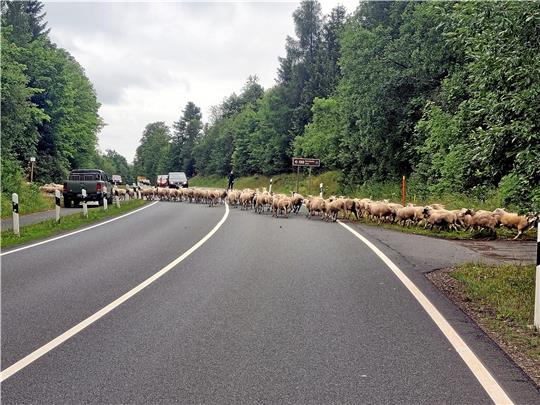 Tierischer Einsatz: Die Polizei sichert einen Weideumtrieb an der B241 ab. Fotos: Polizei/Feuerwehr