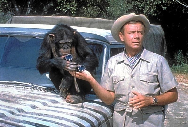 Tierisches Fernsehheld: Die Schimpansin Judy mit Dr. Marsh in Daktari.  Foto: CBS