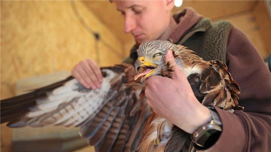 Tierpflegemeister Florian Hartmann untersucht im Tierpark Halberstadt einen verletzten Rotmilan. Das Tier wurde ihm in dieser Woche mit einem gebrochenen Flügel gebracht. Woher die Verletzung stammt, ist unklar. Foto: Bein