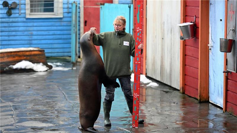 Tierpflegerin Sigrid Lauenstein misst hier eine Robbe. 