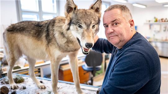 Tierpräparator Christian Blumenstein mit Wölfin „Bella“.