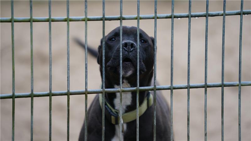 Tierschützer haben ein Ziel: das Wohl der Vierbeiner. Nur sind sie sich mitunter nicht einig, wie sie dieses Ziel erreichen sollen.