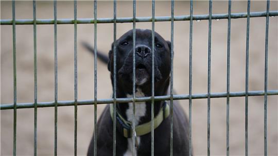 Tierschützer haben ein Ziel: das Wohl der Vierbeiner. Nur sind sie sich mitunter nicht einig, wie sie dieses Ziel erreichen sollen.