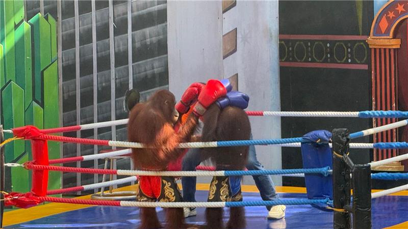 Tierschützer sind entsetzt über die Box-Spektakel.