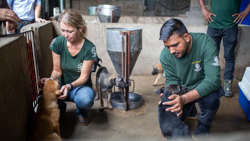 „Welpenmast“ in Vietnam: Wo Hunde durch die Hölle gehen Tierschützer versuchen, die verängstigten Hunde zu beruhigen.