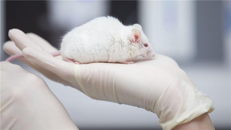 Weniger Versuchstiere, doch immer noch Experimente mit Affen Tierversuche sind umstritten. (Archivbild)