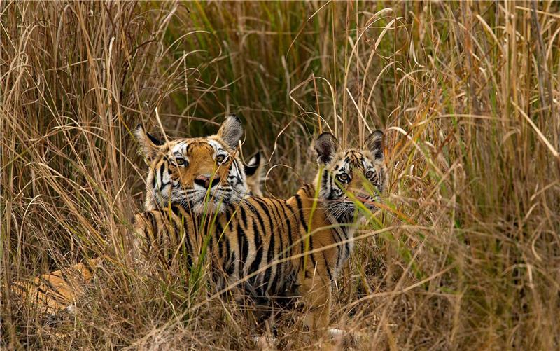 Es gibt wieder mehr Tiger - aber ihr Lebensraum verschwindet Tigerjunge begrüßen ihre Mutter im indischen Bandhavgarh-Nationalpark, als sie von der Jagd zurückkehrt.