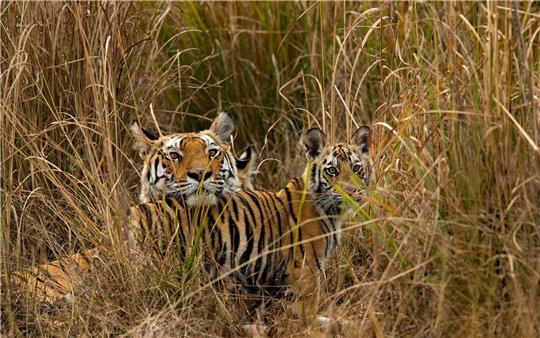 Tigerjunge begrüßen ihre Mutter im indischen Bandhavgarh-Nationalpark, als sie von der Jagd zurückkehrt.