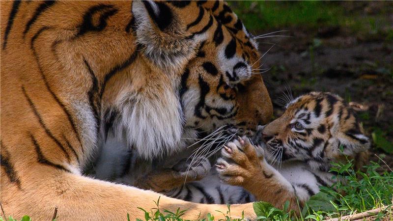 Bilder des Tages Tigermutter „Stormi“ spielt im Zoo Magdeburg im Freigehege mit einem ihrer Jungtiere. Es ist eines von vier Tigerbabys.