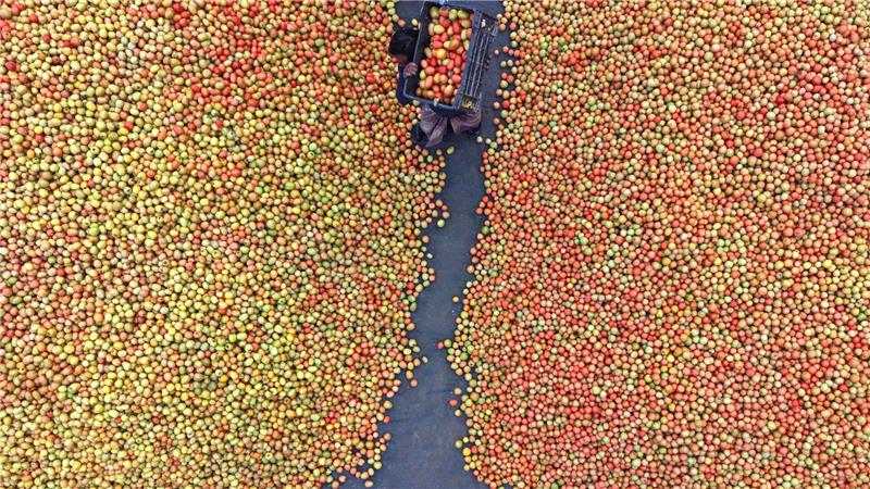 Tomaten auf dem Großmarkt in Bangladesch