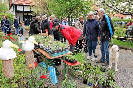 Tomatenpflänzchen, Stauden und vieles mehr, was das Gärtnerherz begehrt, sind beim beliebten Gartenflohmarkt im Pfarrgarten der St.-Trinitatis-Gemeinde im Angebot. Die Besucher freut es.  Fotos: Leifeld