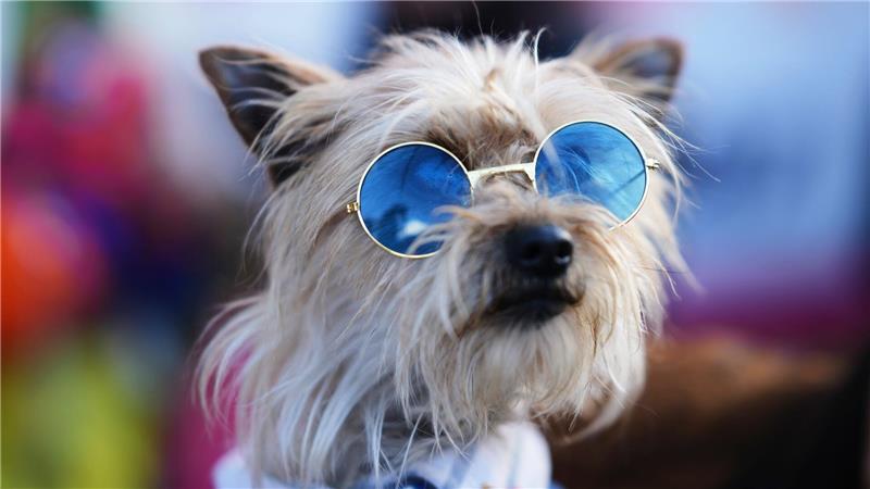 Bilder des Tages Tonio nimmt an einer Parade kostümierter Hunde anlässlich des 200. Jahrestages der Unabhängigkeit Boliviens teil.