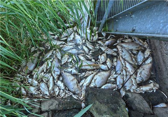 Tote Fische haben sich an einem Wehr im deutsch-polnischen Grenzfluss Westoder, nahe dem Abzweig vom Hauptfluss Oder, auf der Wasseroberfläche gesammelt.