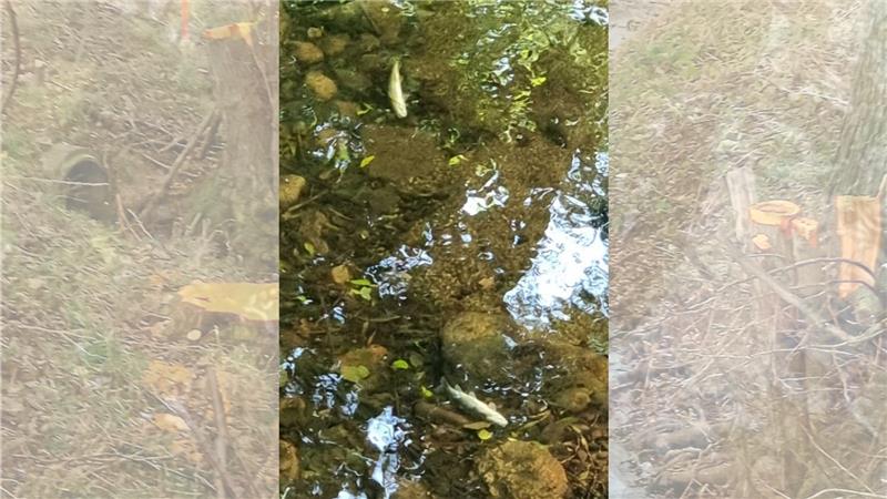 Schwefelsäure: 700 tote Fische aus der Ilse geborgen Tote Fische in der Ilse. Foto: Privat