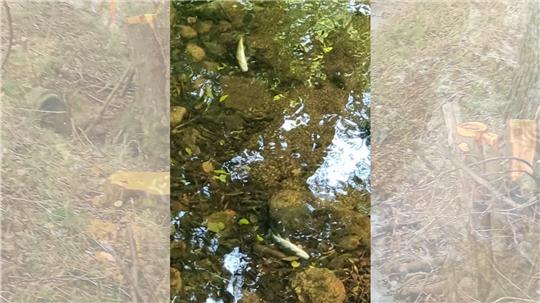 Tote Fische in der Ilse. Foto: Privat