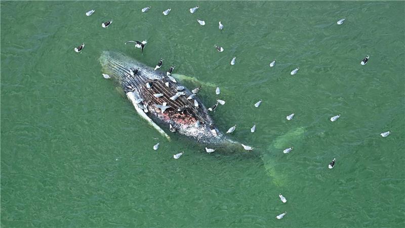 Toter Wal vor Anholt entdeckt: Identisch mit dem Tier von Timmendorfer Strand?