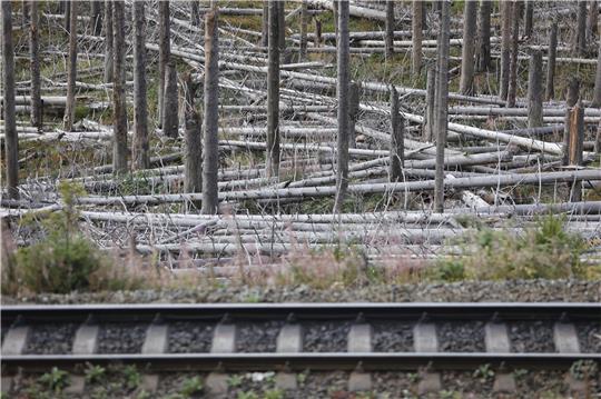 Totholz entlang der Schienen der Brockenbahn: In diesem Jahr gab es mehrere Brände im Brockengebiet, der Streit über die Ursachen und wirksame Prävention hält weiter an.  Foto: Bein