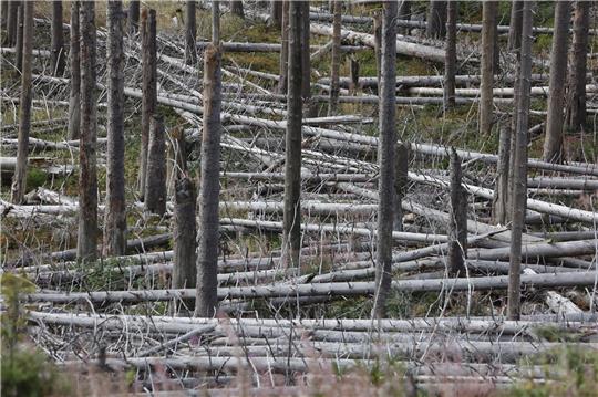 Totholz liegt am Brocken im Wald herum.