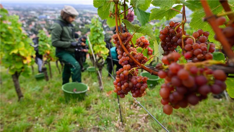 Trauben der Sorte Traminer werden bei der Weinlese in Sachsen geerntet. 