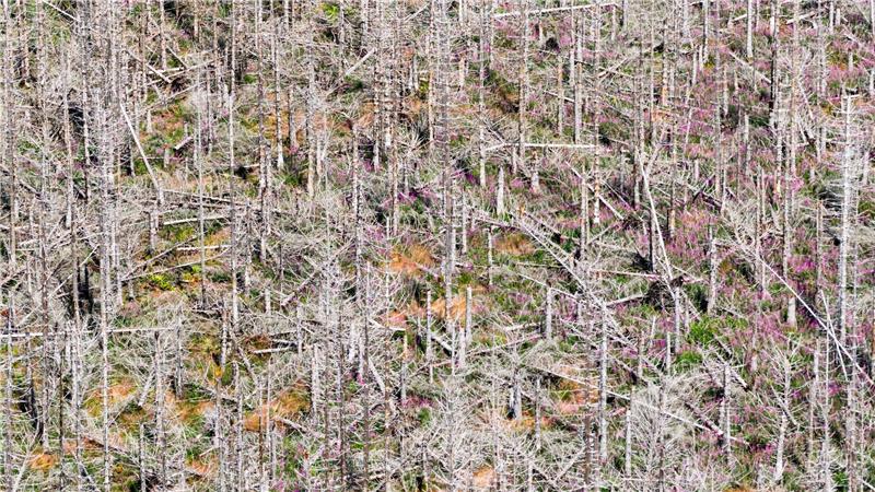 Trauriger Anblick: Abgestorbene Fichten stehen im Harz. Trockenheit, Stürme und der Borkenkäfer setzen den Bäumen zu.