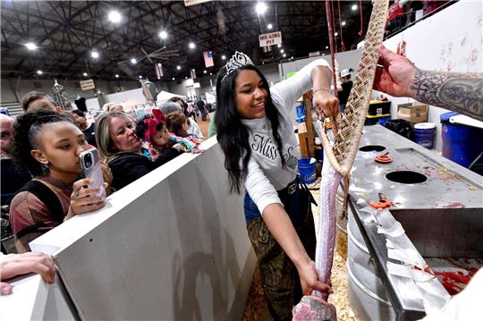 Trinity McGee, die Gewinnerin des Miss Snake Charmer-Wettbewerbs 2023, häutet eine Klapperschlange beim 65. World's Largest Rattlesnake Roundup in den USA.