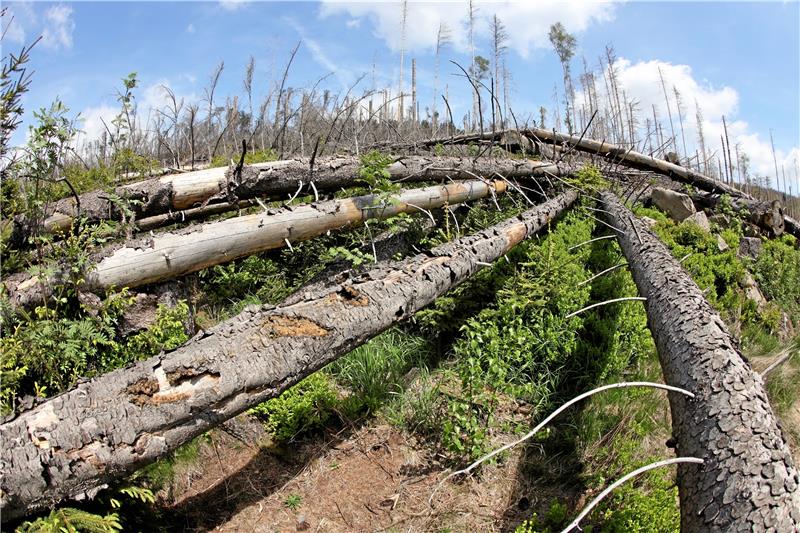 Trockenes Holz: Umgeworfene Fichten im Nationalparkgebiet bei Schierke.  Fotos: Bein
