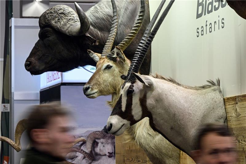 Unversöhnliche Debatte um Trophäenjagd Trophäen von Wildtieren auf der Messe «Jagd und Hund» in Dortmund.